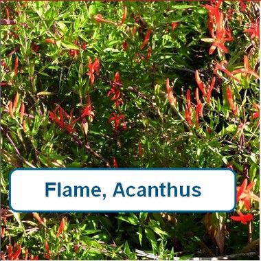 Flame Acanthus