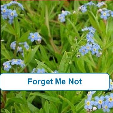 Forget Me Not