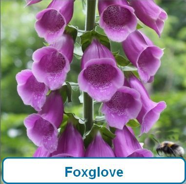 Foxglove