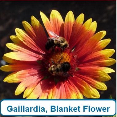 Gaillardia, blanket Flower