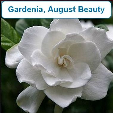 Gardenia, August Beauty