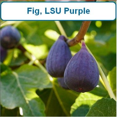 Fig, LSU Purple