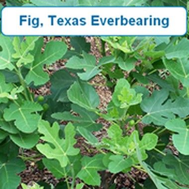 Fig, Texas Everbearing