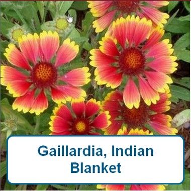 Gailardia, Indian Blanket