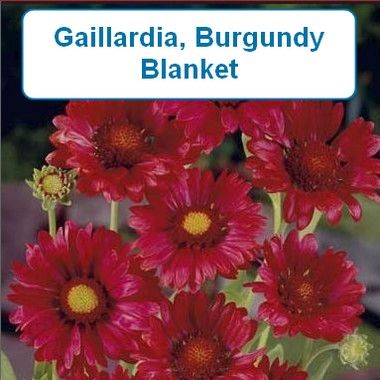 Gaillardia, Burgundy Blanket