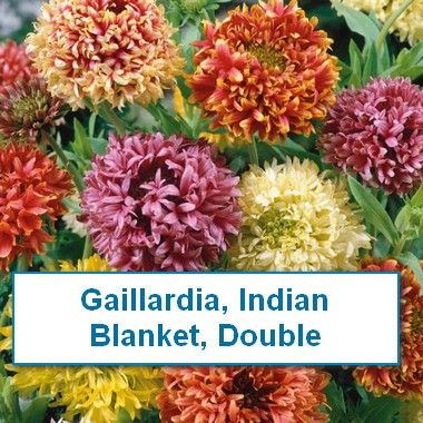 Gaillardia, Indian Blanket, Double mix