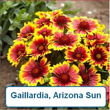 Gaillarida, Arizona sun