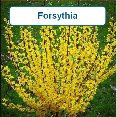 Forsythia