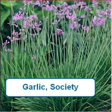 Garlic, Society
