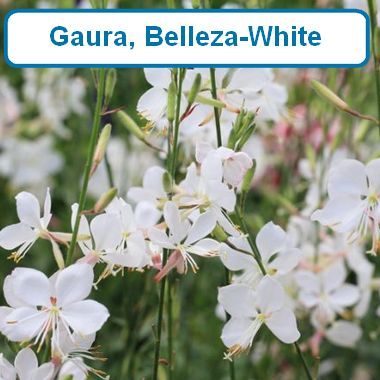 Gaura, Belleza White