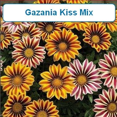 Gazaina Kiss Mixed