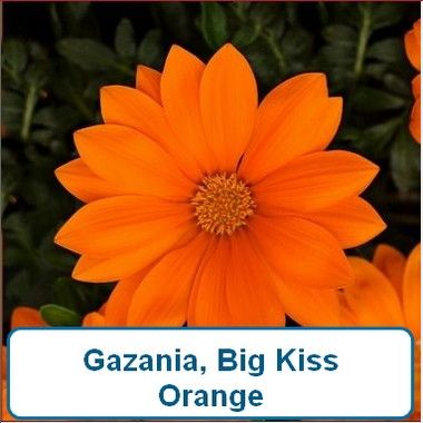 Gazania, Big Kiss Orange