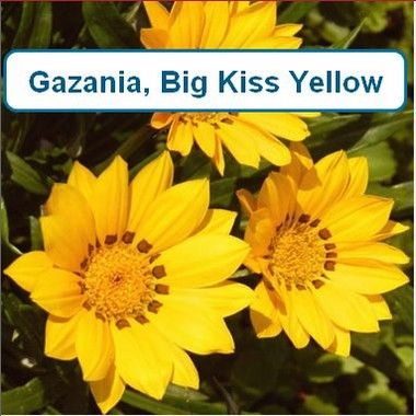 Gazania, Big Kiss Yellow
