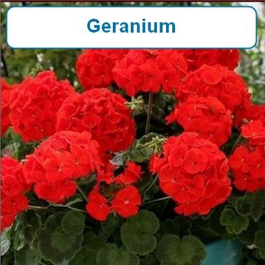 Geranium-Red
