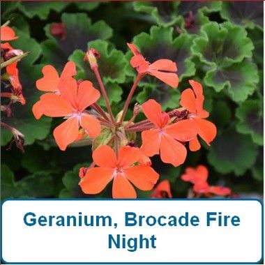 Geranium, Brocade Fire Night
