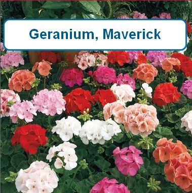 Geranium, Maverick