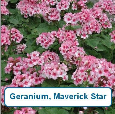 Geranium, Maverick Star