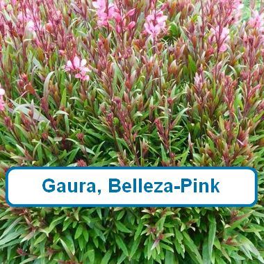 Gaura, Belleza Pink