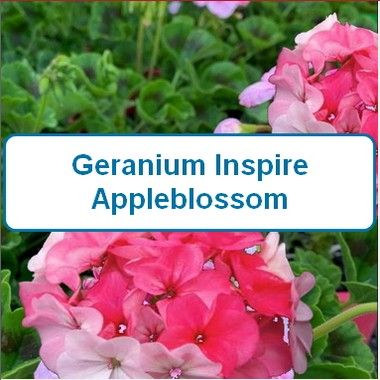 Geranium, Inspire Appleblossom