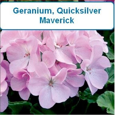 Geranium, Maverick Quicksilver