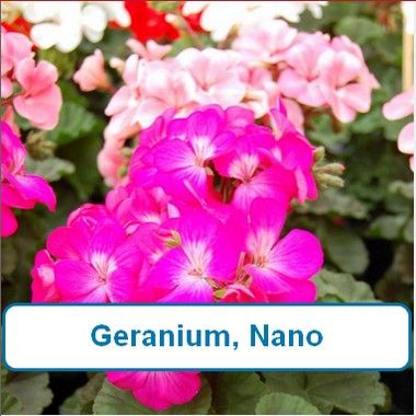 Geranium, Nano