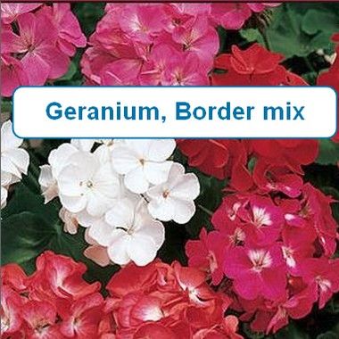 Geranium, Border mix