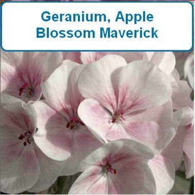 Geranium, Maverick Apple Blossom