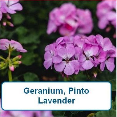 Geranium, Pinto Lavender