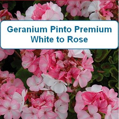 Geranium, Pinto Premium Rose to White