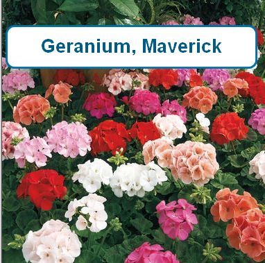 Geranium, Maverick, Scarlet