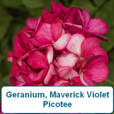 Geranium, Maverick Violet Picotee
