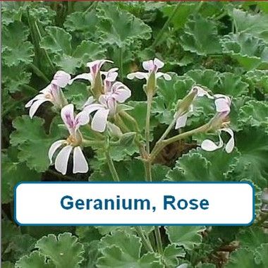 Geranium, Rose