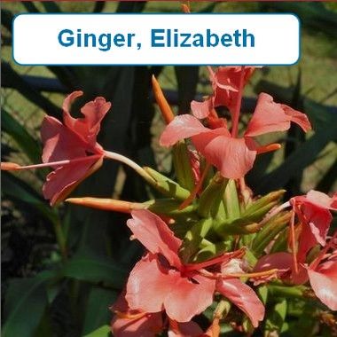 Ginger, Elizabeth (Peach)