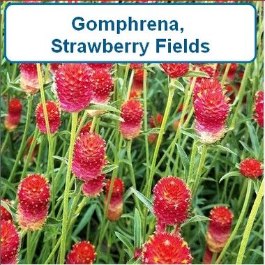 Gomphrena, Strawberry Fields