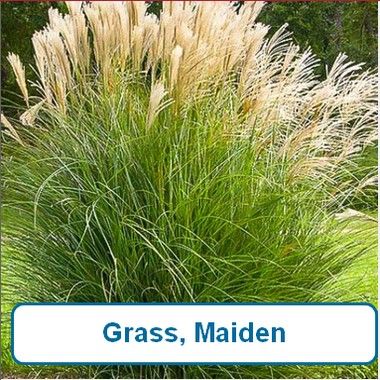 Grass, Maiden