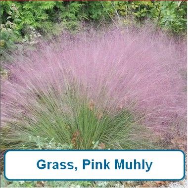 Grass, Pink Muhly