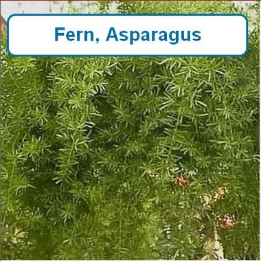 Fern, Asparagus