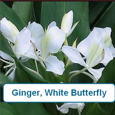 Ginger, White Butterfly