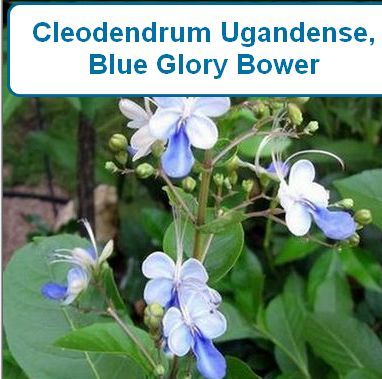 Glory Bower, Blue