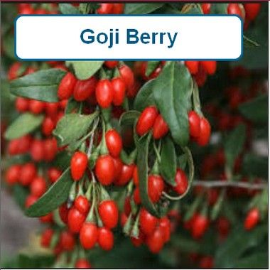 Goji Berry