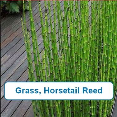 Grass, Horsetail Reed
