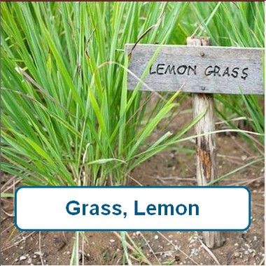 Grass, Lemon
