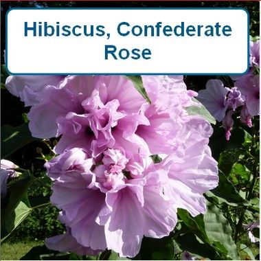 Hibiscus, Confederate Rose