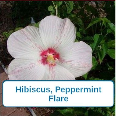 Hibiscus, Flare, Peppermint