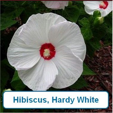 Hibiscus, Hardy White