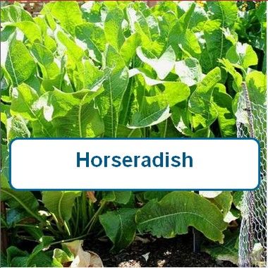 Horseradish