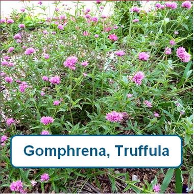 Gomphrena, Truffula