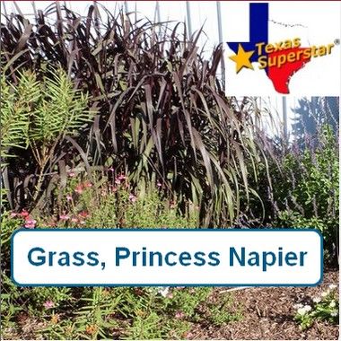 Grass, Princess Caroline Napier