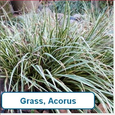 Grass, Acorus