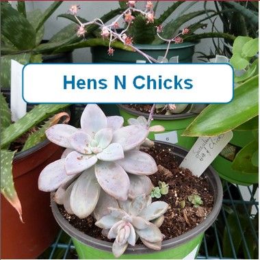 Hens N Chicks